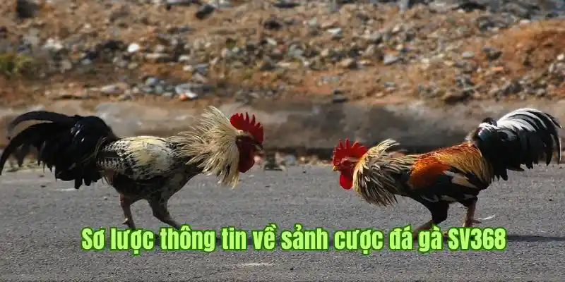 Sơ lược thông tin về sảnh cược đá gà SV368 tại OK365