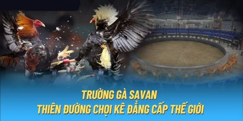 Kinh nghiệm đặt cược trường gà Savan từ những cao thủ bất bại