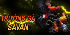 Trường Gà Savan OK365 – Điểm Đến Lý Tưởng Cho Kê Thủ