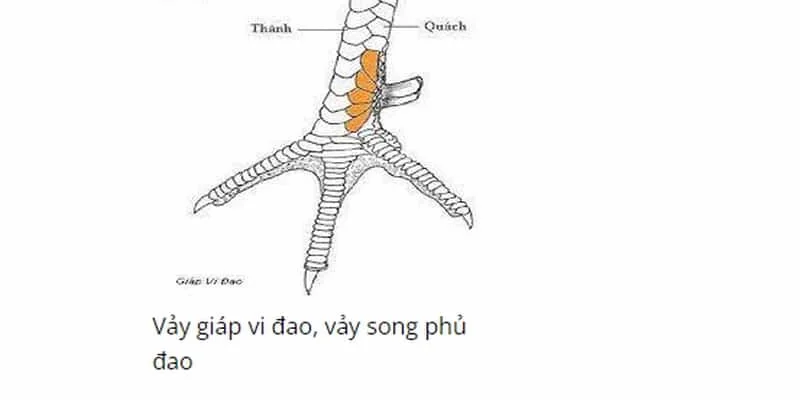 Vảy vi đao rất đặc biệt trong top các loại vảy gà quý 